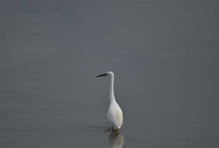 Sortie ornithologique à la Mare à Goriaux