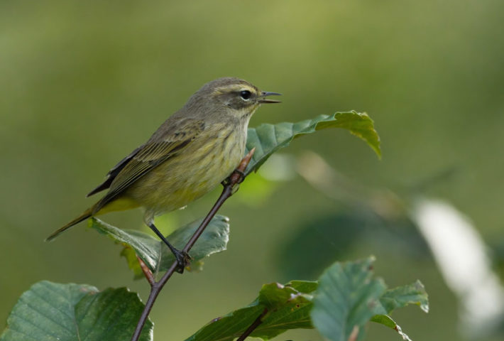 Balade à Bouvignies :  « Les oiseaux des jardins »