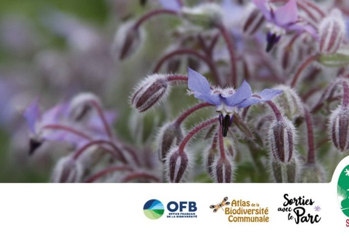 Balade à la découverte des plantes comestibles et médicinales