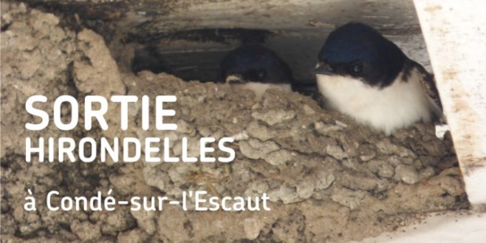Balade observation des oiseaux de Condé-Sur-Escaut